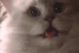 bn2wq8adp35x8fvvd9ej.gif